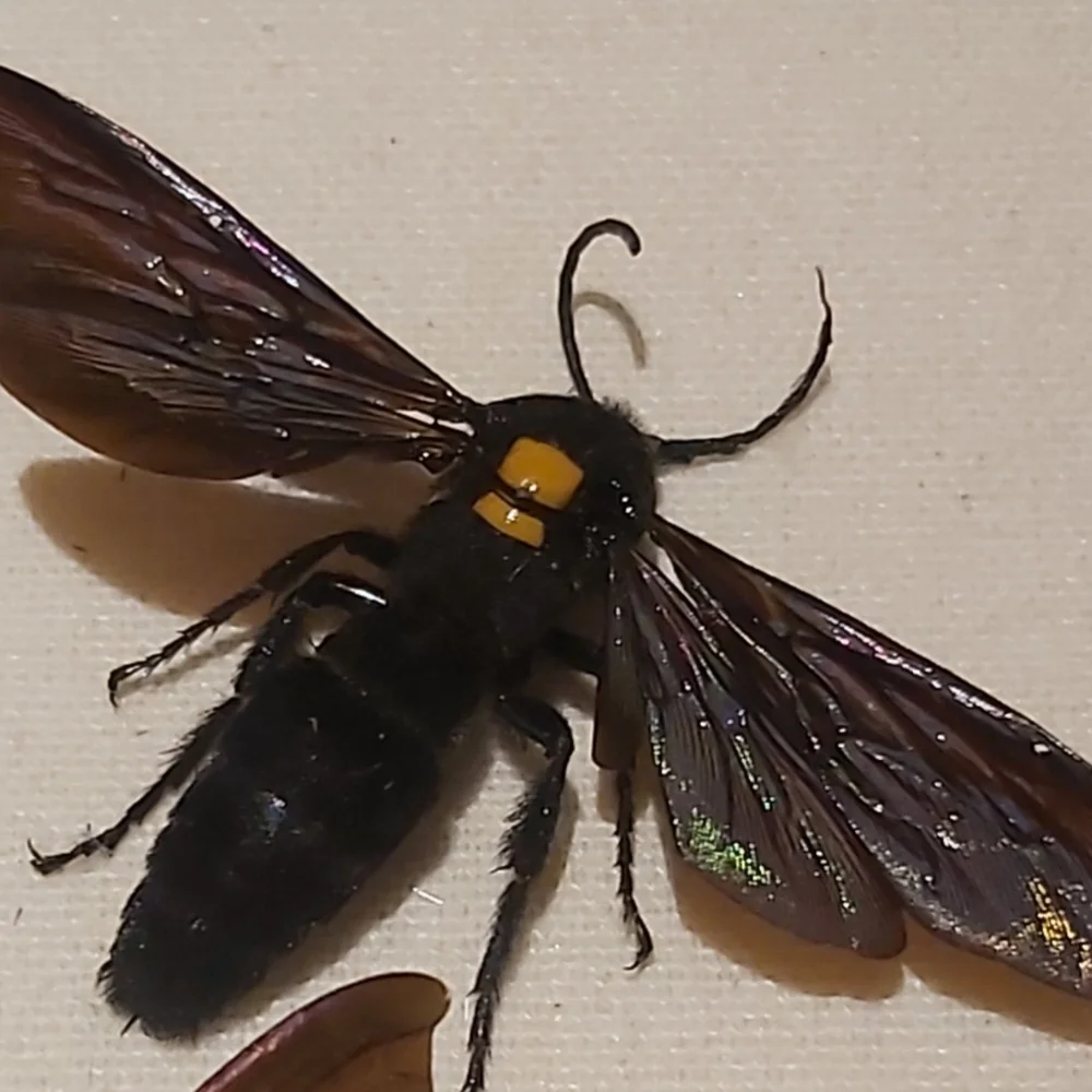 Framed Insect Display with Gray Frame - Picture 3 of 5